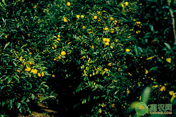 菟絲子的危害及果園<a href='http://www.iweekee.cn/t/115983.html' class='j-href' target='_blank'><span style='color:#FF8001'>防治方法</span></a>